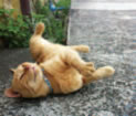 犬島は実は猫島？