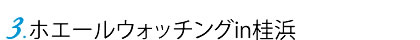 3.ホエールウォッチングin桂浜