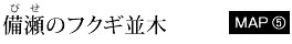 備瀬のフクギ並木
