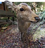 森には野生動物が数多く生息。散歩すれば、かわいい鹿に出会えるかも。